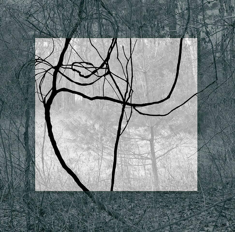 Stephanie Blumenthal Abstract Photograph - Blue Black (Contemporary Landscape Photo with Lyrical Vines and Geometric Shape)