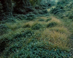 Untitled: Invasive Species #32 (Anna Collette Lush Forest Landscape Photograph)