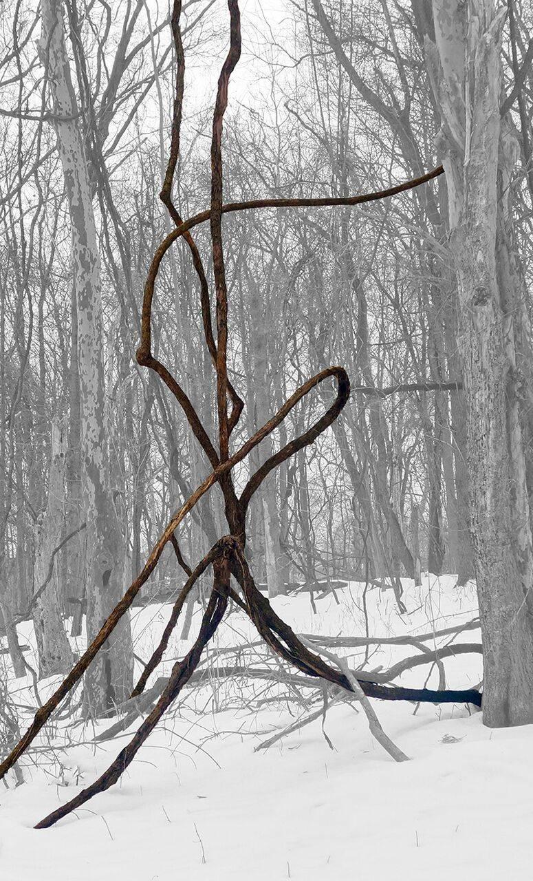 Stephanie Blumenthal Abstract Photograph - Vine in Snow (Abstracted Landscape Photo of Dark Vine in Black & White Forest)