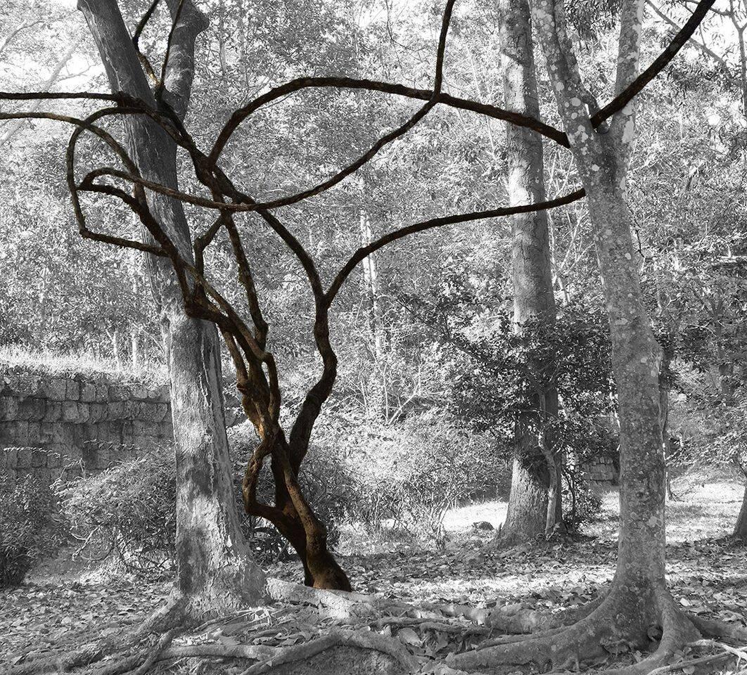 Stephanie Blumenthal Abstract Photograph - Vine in Forest (Contemporary Landscape Photo of Abstract Vines in B&W Woods)