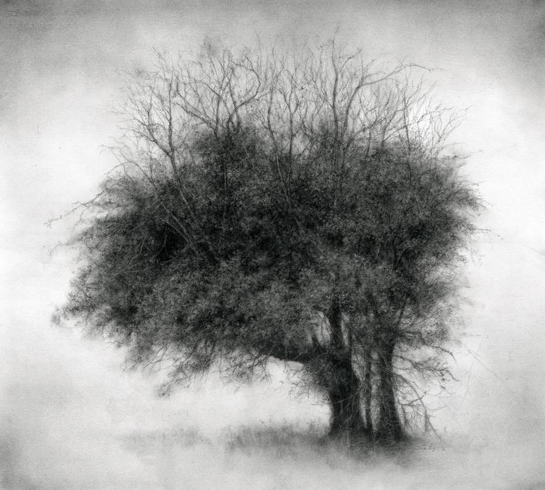 Laurel Hooker: WHY DRAW TREES • Cleaver Magazine