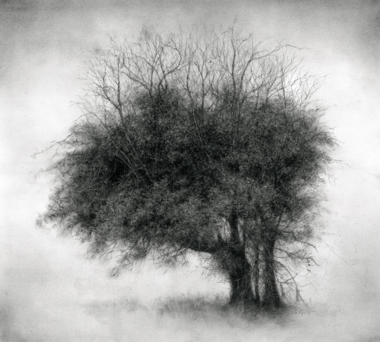 Sue Bryan Landscape Art - Lone Star (Modern Realist Charcoal Drawing of Detailed Tree on Arches Paper)