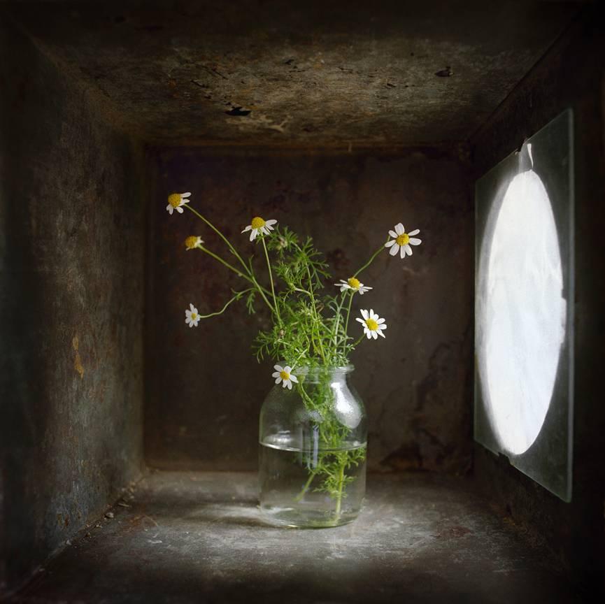 David Halliday Still-Life Photograph - Chamomile (Contemporary Still Life Study in Light Box w/ Diffused Light)
