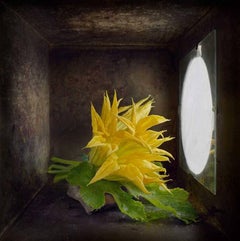 Yellow Zucchini Flower (Contemporary Still Life Study in Light Box)