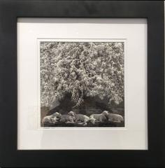 Winter Lambs (Black and White Photograph of White Lambs in a Landscape)