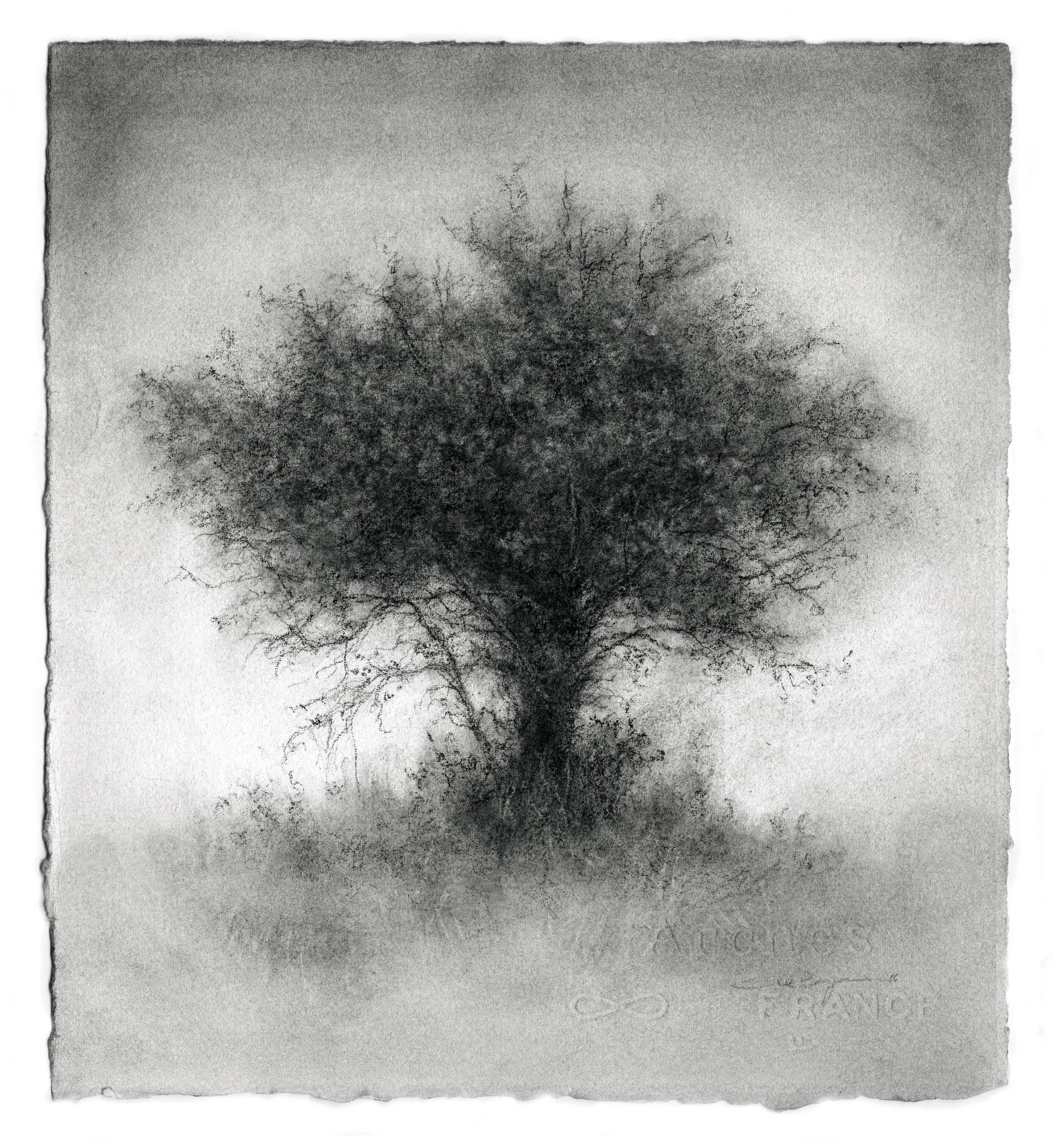 Sue Bryan Landscape Art - Elsewhere (Small Contemporary Charcoal Landscape Drawing of a Single Tree)