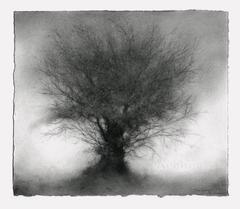 Fledgling (Small, Contemporary Charcoal Landscape Drawing of Small Tree)