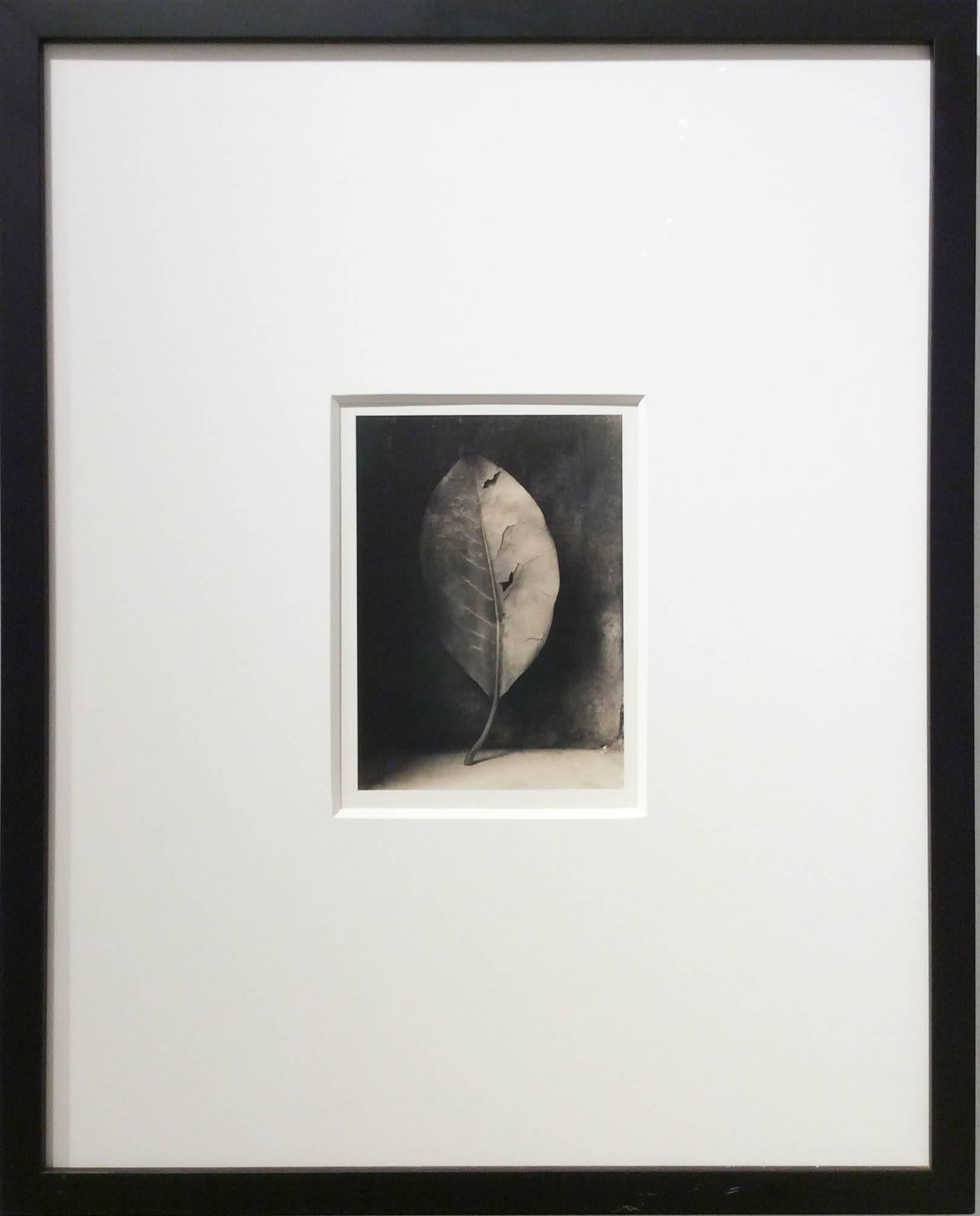 La feuille de Magnolia (photographie de nature morte Sepia encadrée en forme de feuille unique) - Photograph de David Halliday