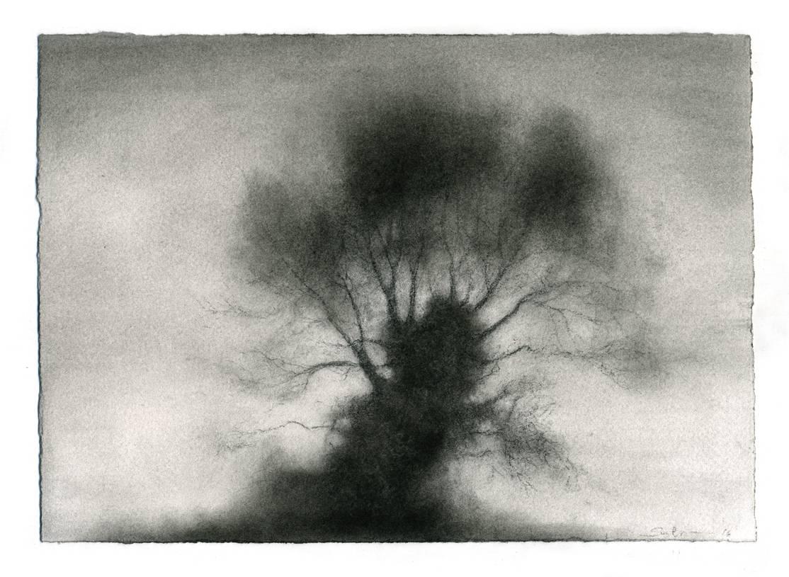 Kernel (Realist Black & White Charcoal Drawing of Large, Single Standing Tree)