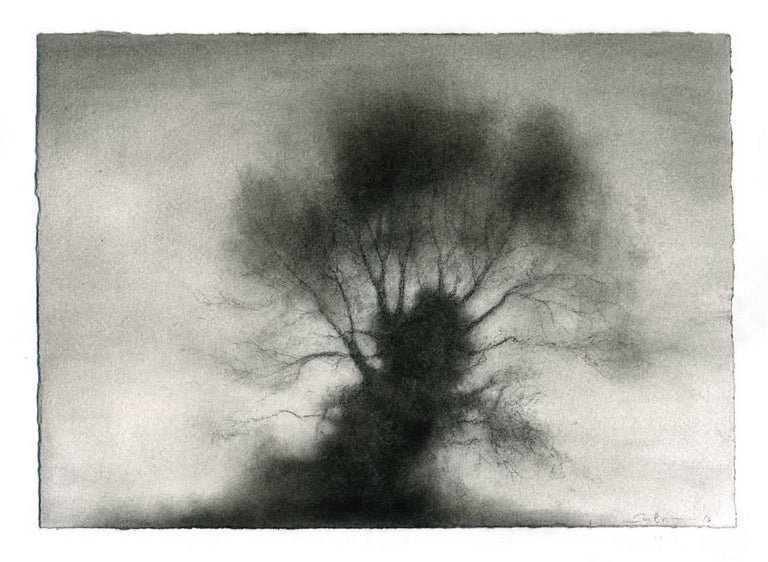 drawing trees with charcoal