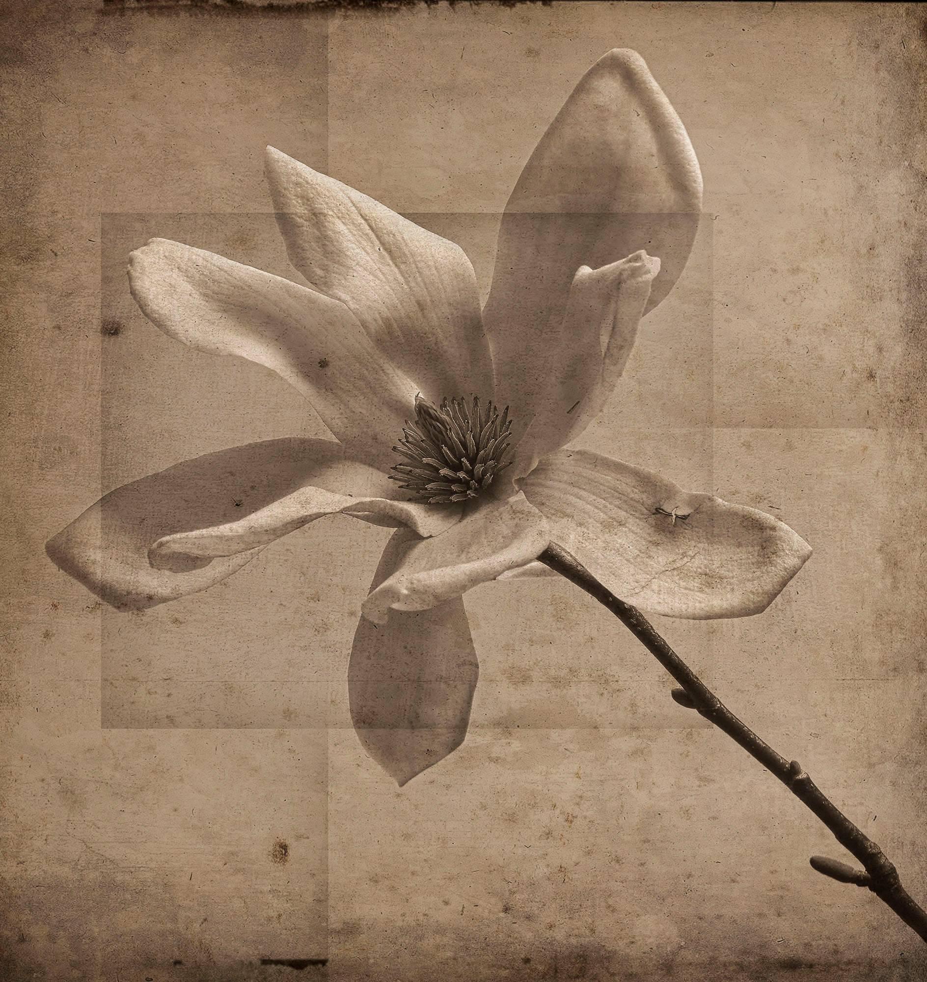 David Seiler Still-Life Photograph - Gray Magnolia (Elegant Sepia Toned Photo Collage on Wood of Magnolia Flower