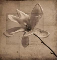 Gray Magnolia (Elegant Sepia Toned Photo Collage on Wood of Magnolia Flower