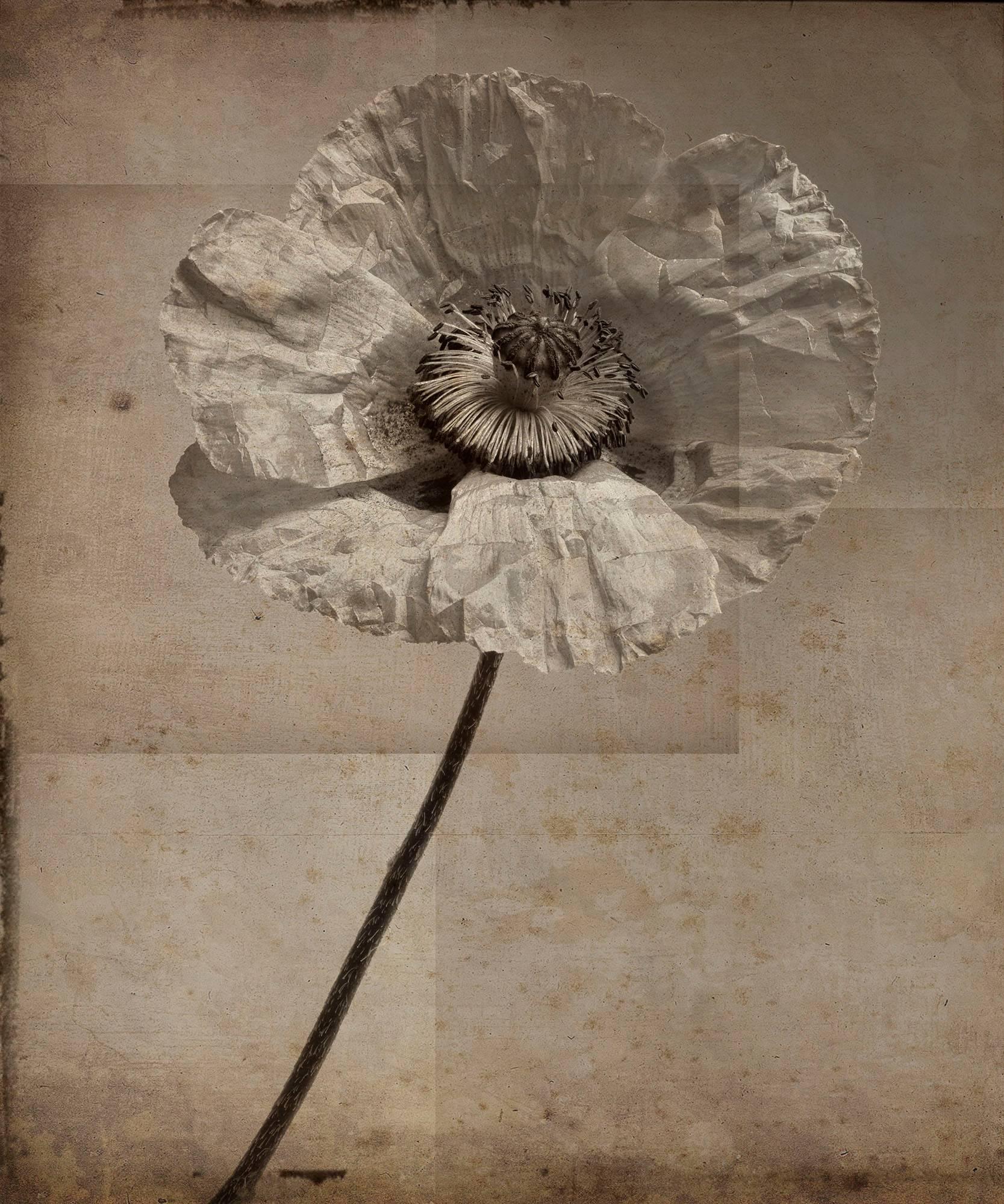 David Seiler Still-Life Photograph - Poppy #4 (Modern, Sepia Toned Photo Collage on Wood of Single Poppy Flower)
