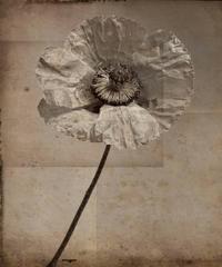 Poppy #4 (Modern, Sepia Toned Photo Collage on Wood of Single Poppy Flower)