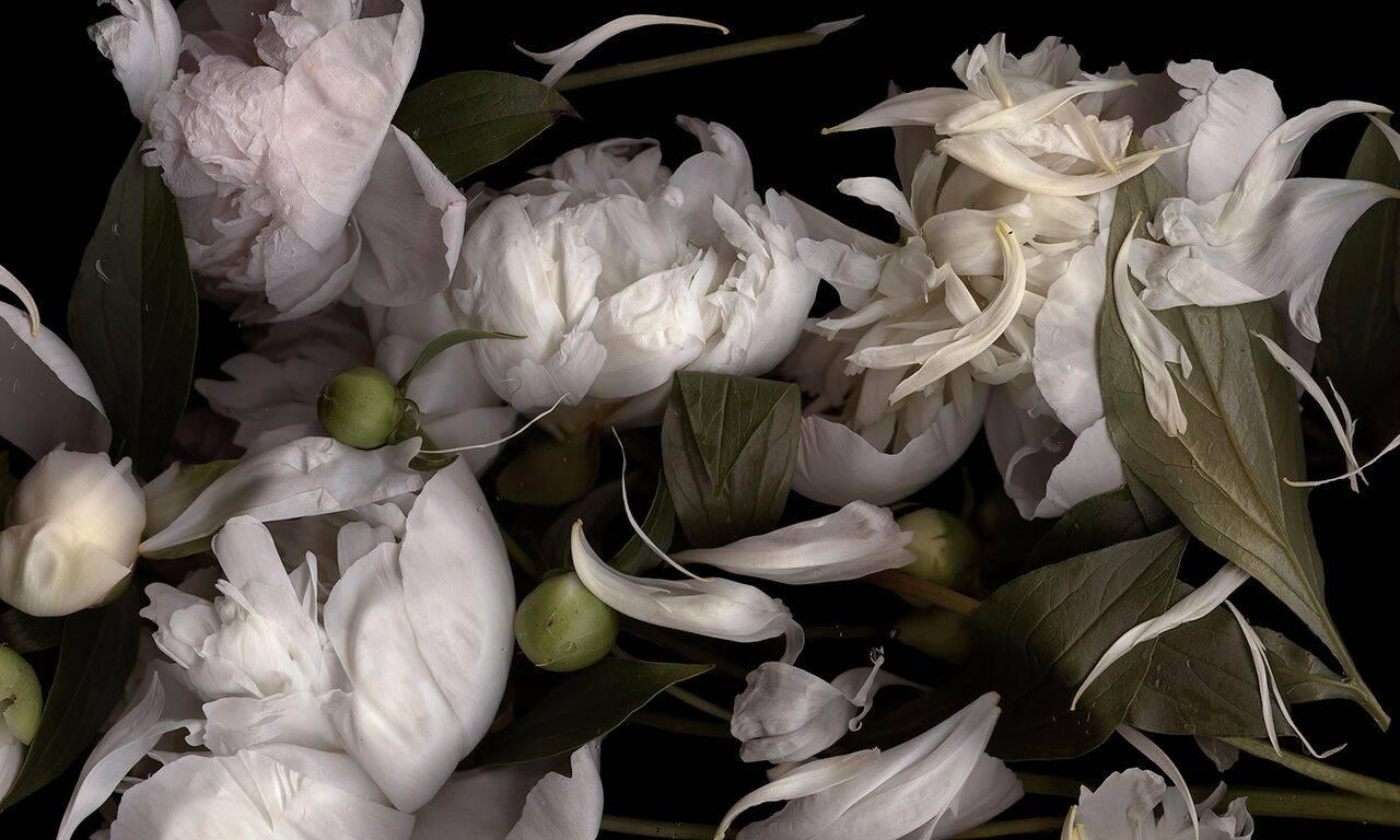 Lisa A. Frank Still-Life Photograph - It is not the Moon (Modern, Horizontal Digital Print of White Peonies on Black)