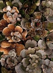 Arranged Turkey Tails (Contemporary Print Still Life of Earth Toned Moss)