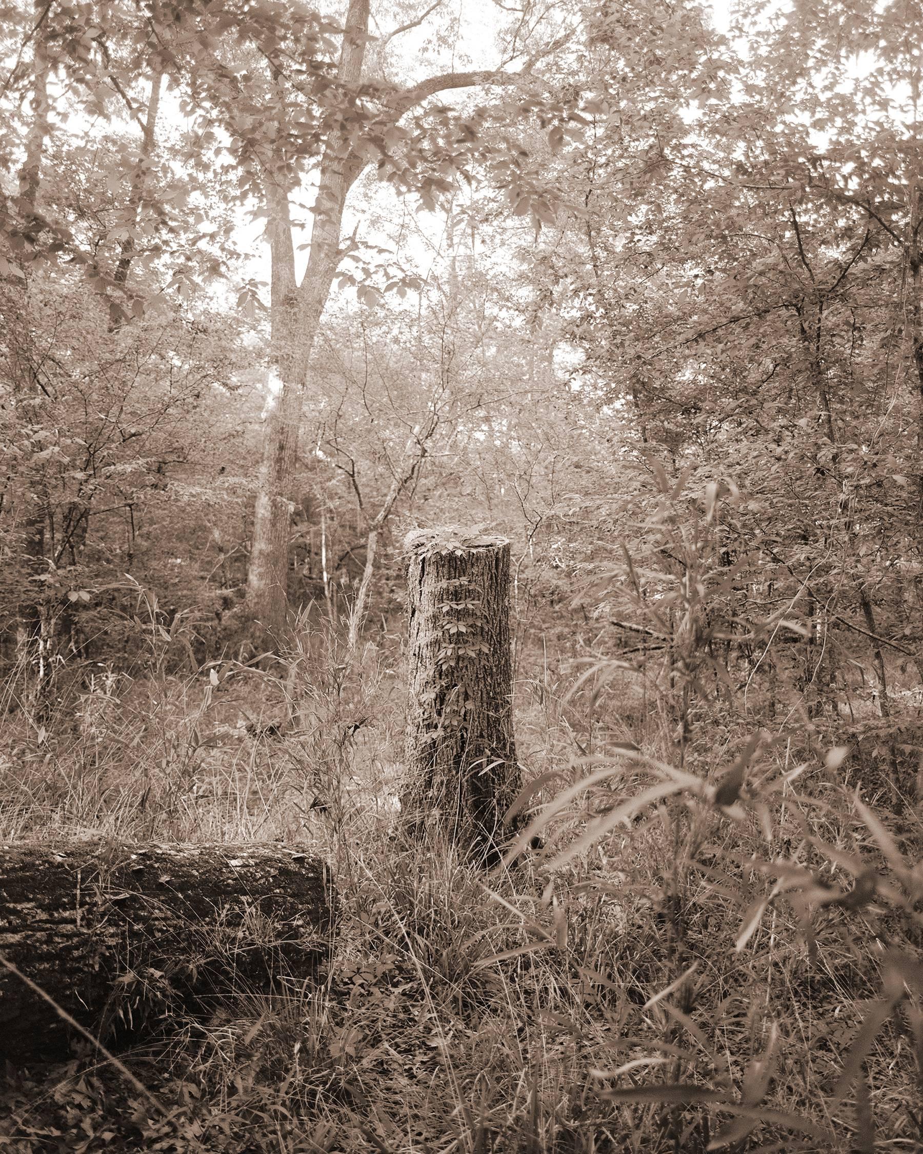 David Halliday Landscape Photograph - Stump (Contemporary Archival Pigment Print, Sepia Tone Landscape of Forest)