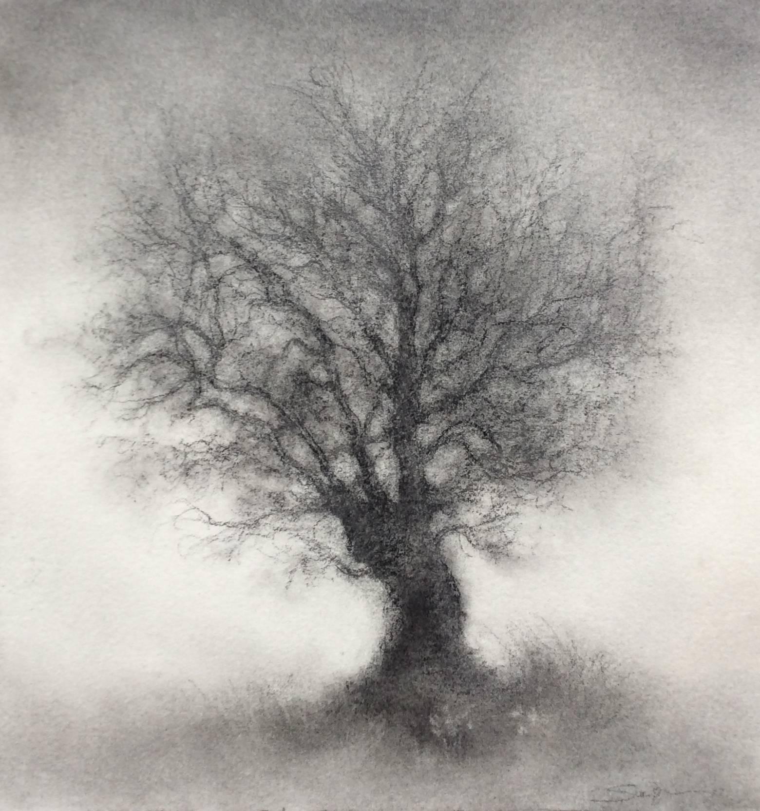 Sue Bryan Landscape Art - Sapling (Contemporary Realistic Landscape Charcoal Drawing of Single Tree)