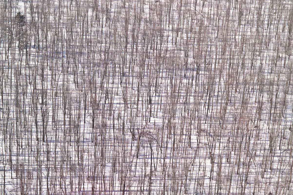 Woven Woods near Zurich, NY (Archival Digital Aerial Photograph)