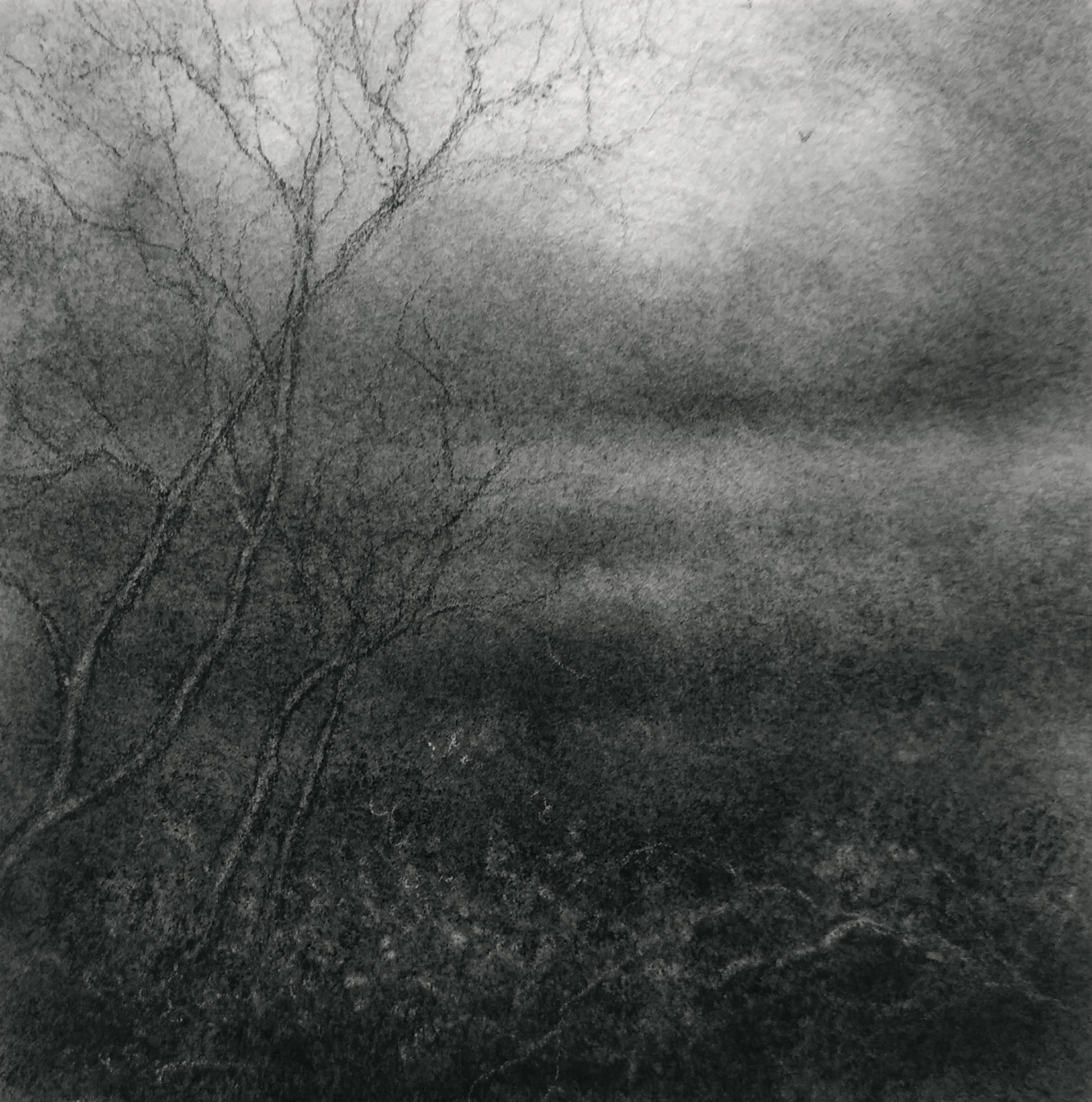 Sue Bryan Landscape Art - Edgeland L (Small Contemporary Realistic Landscape of Forest in Black Charcoal)