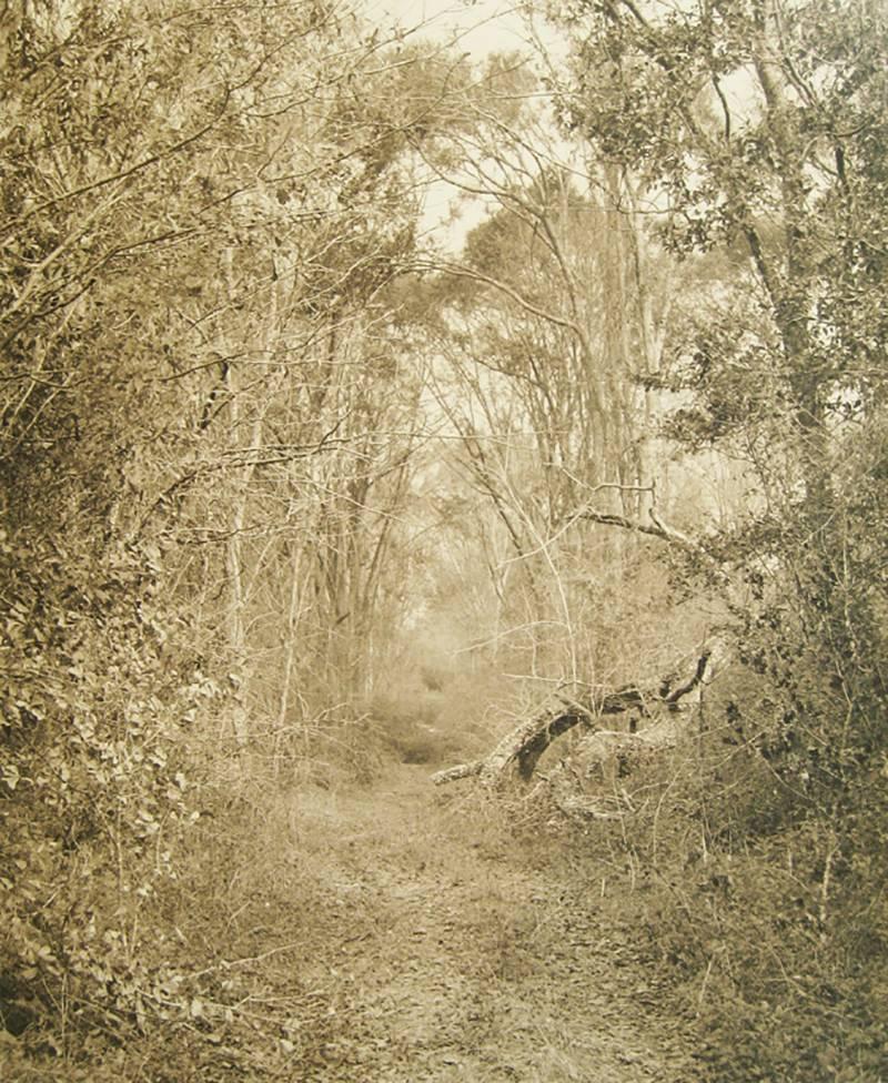 David Halliday Landscape Photograph - Silver Road (Contemporary Archival Pigment Print Sepia Tone Landscape of Forest)