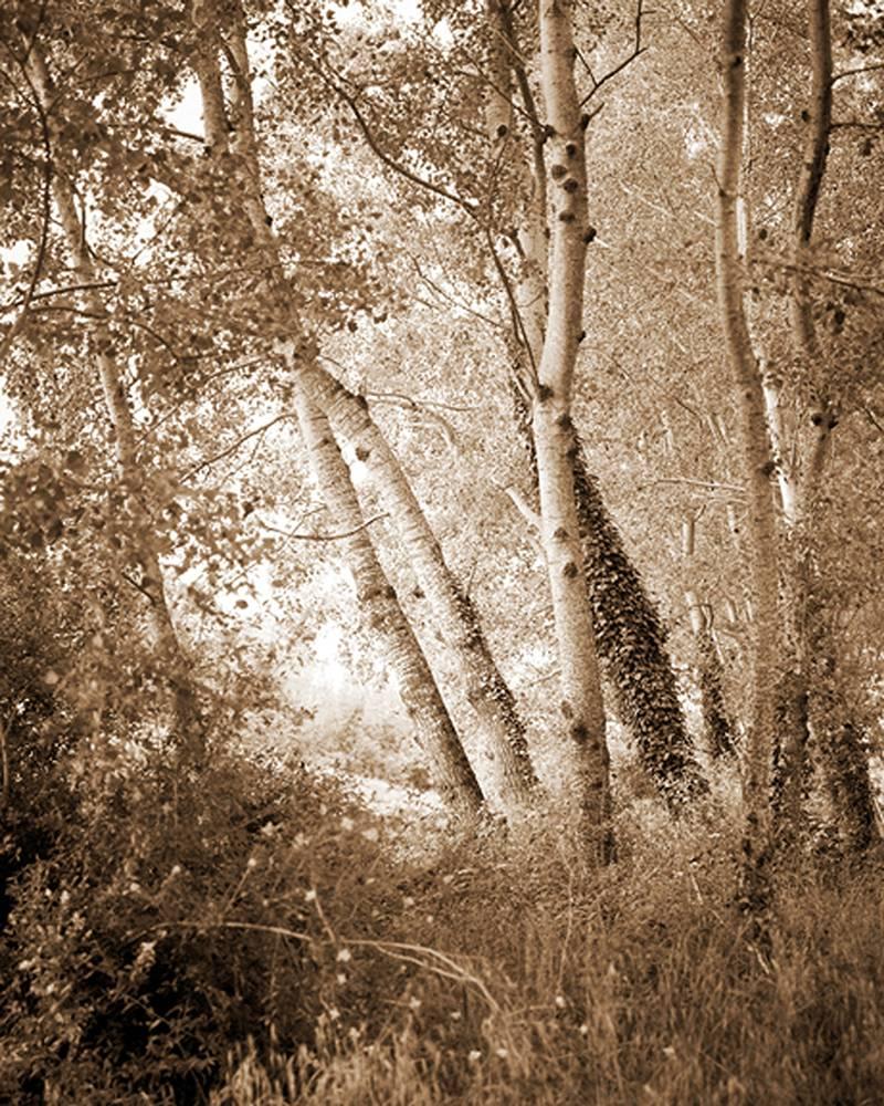 David Halliday Landscape Photograph - Italian Woods (Contemporary Archival Pigment Print, Sepia Tone Wooded Landscape)