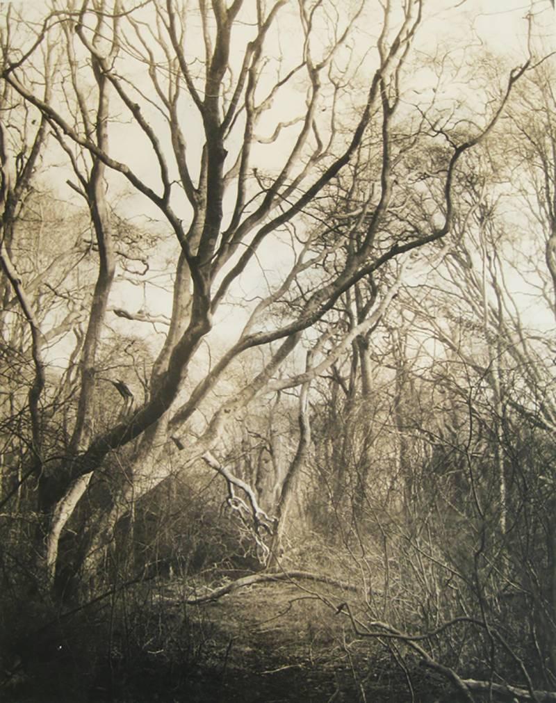 Twisted Trees (Contemporary Archival Pigment Print, Sepia Tone Wooded Landscape)