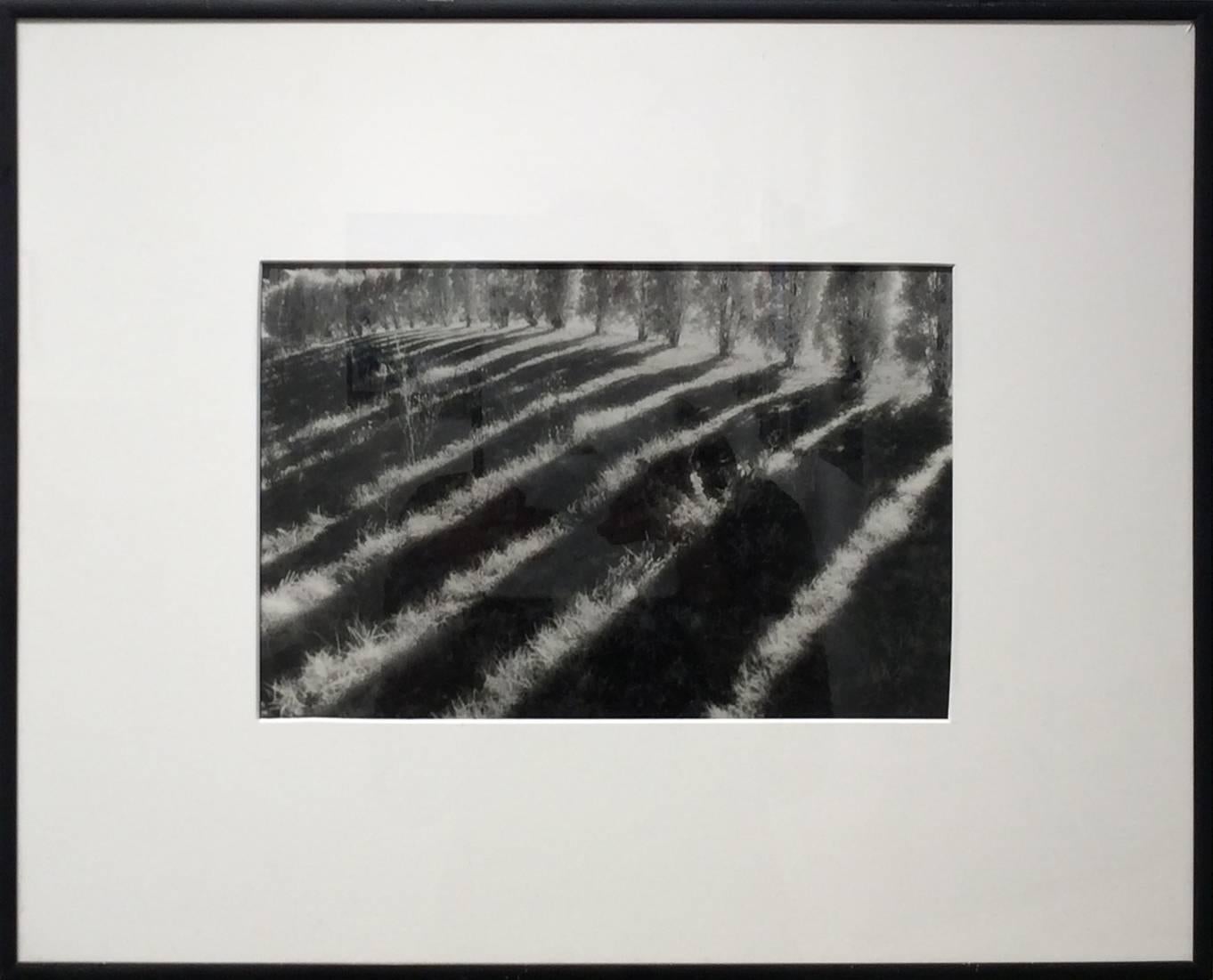 Spacial Frequency (Framed Infrared Silver Gelatin Print, Landscape) - Photograph by Susan Myers