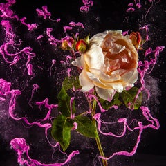 Rose (Contemporary Floral Still Life Photograph of Pink Rose with Paint Details)