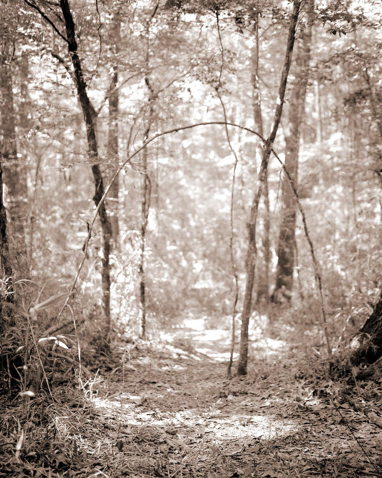 David Halliday Landscape Photograph - Archway (Contemporary Archival Pigment Print, Sepia Tone Landscape of Forest)