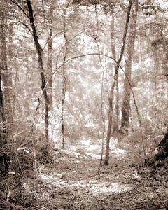 Archway (Zeitgenössischer Archivalisches Pigmentdruck, Sepia-Ton-Landschaft des Waldes)