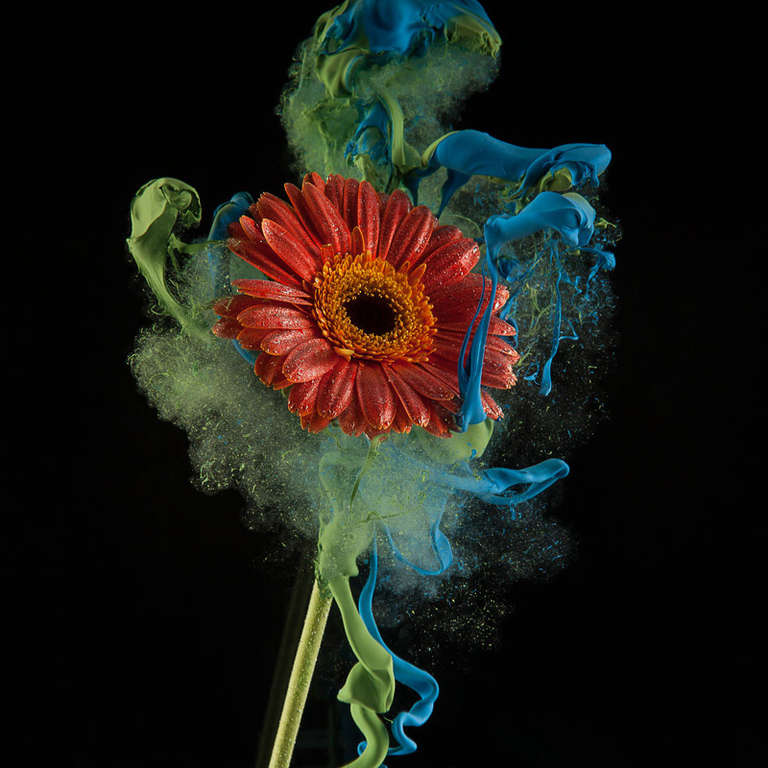 Newbold Bohemia Color Photograph - Gerbera (Unique Still Life Portrait of a Red Flower floating in Blue Paint)