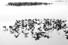Shirokuro XXVII (Black and White Abstract Photo of Lilypads on Water)