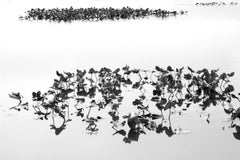 Vintage Shirokuro XXVII (Black and White Abstract Photo of Lilypads on Water)