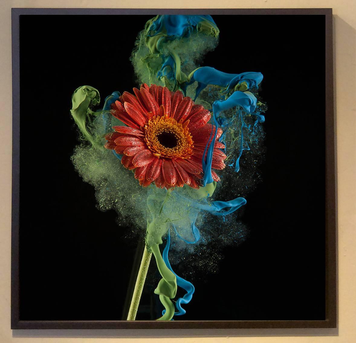 Gerbera (Unique Still Life Portrait of a Red Flower floating in Blue Paint) - Photograph by Newbold Bohemia