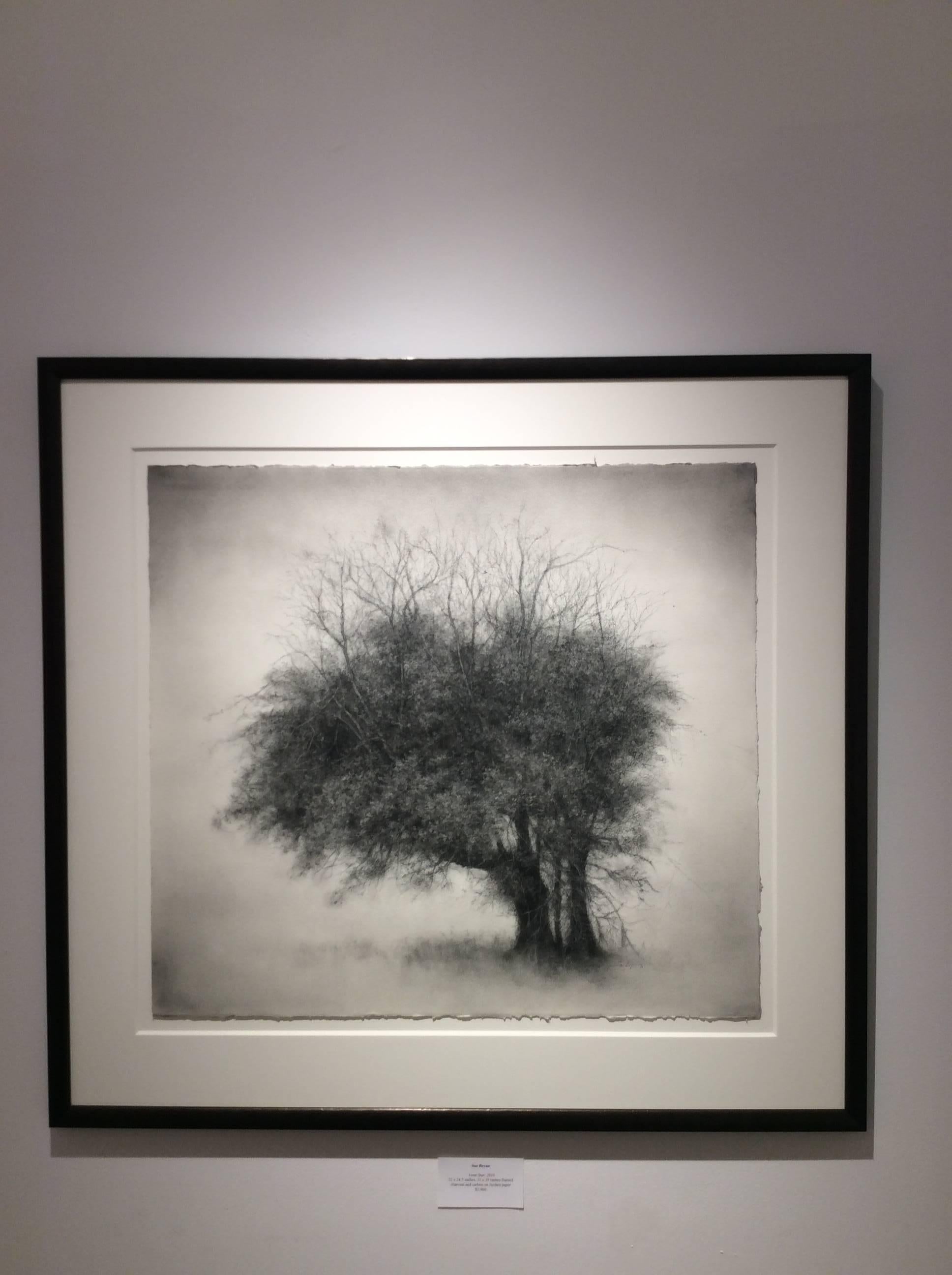 Lone Star (Modern Realist Charcoal Drawing of Detailed Tree on Arches Paper) - Art by Sue Bryan