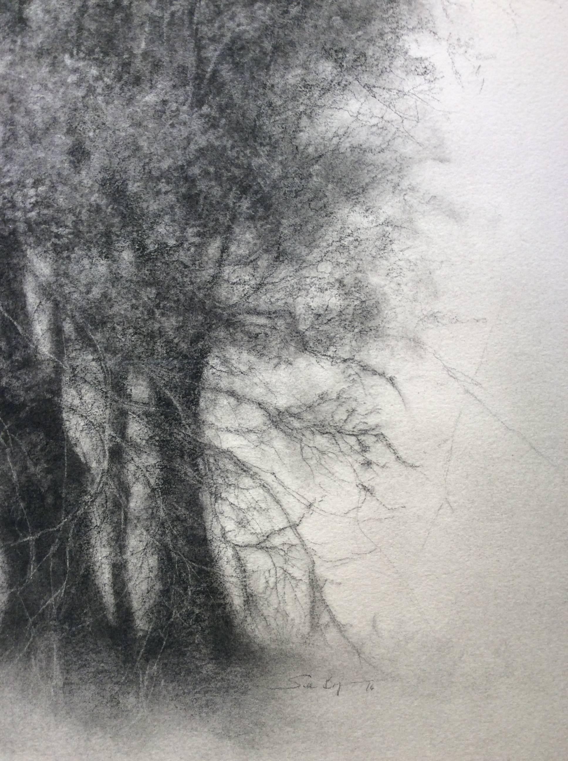 Lone Star (Modern Realist Charcoal Drawing of Detailed Tree on Arches Paper) - Photorealist Art by Sue Bryan