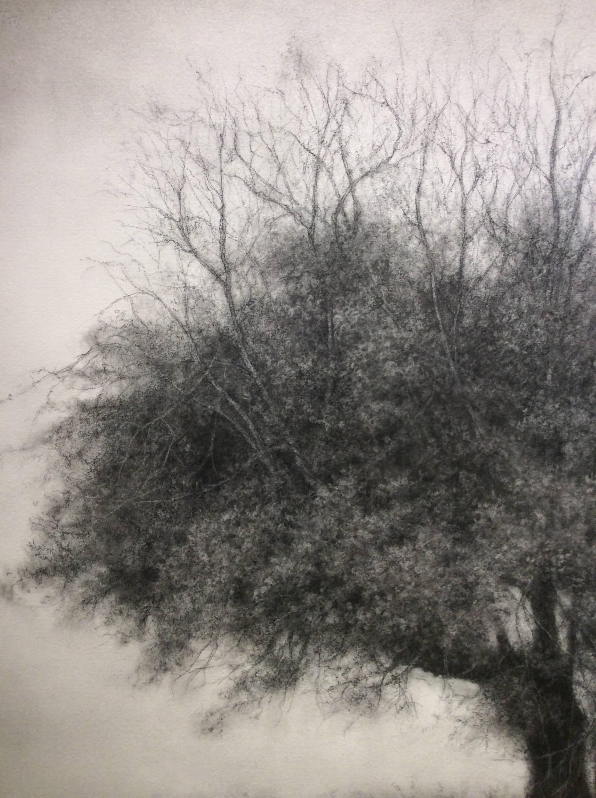 carbon drawing