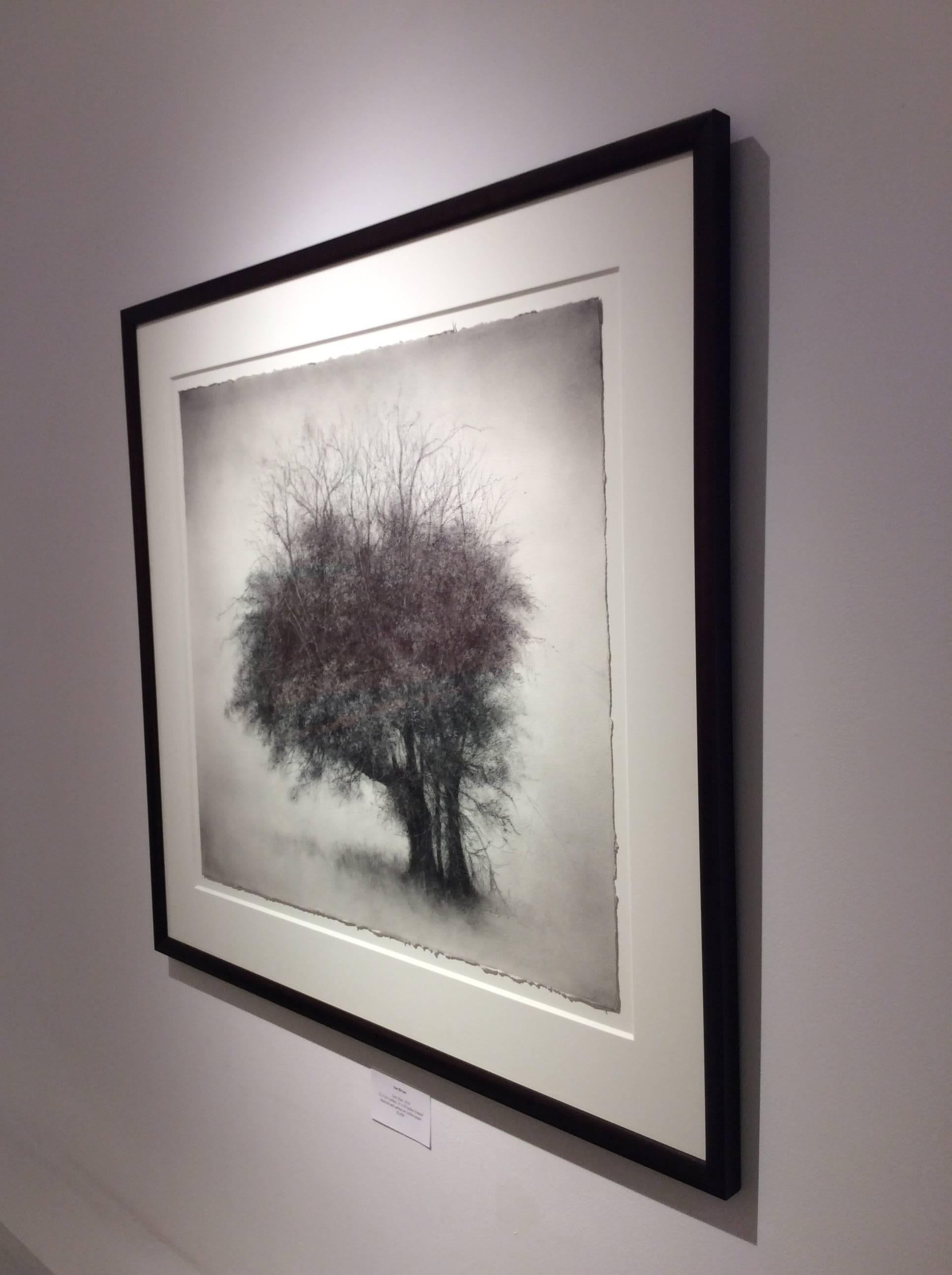 drawing trees with charcoal