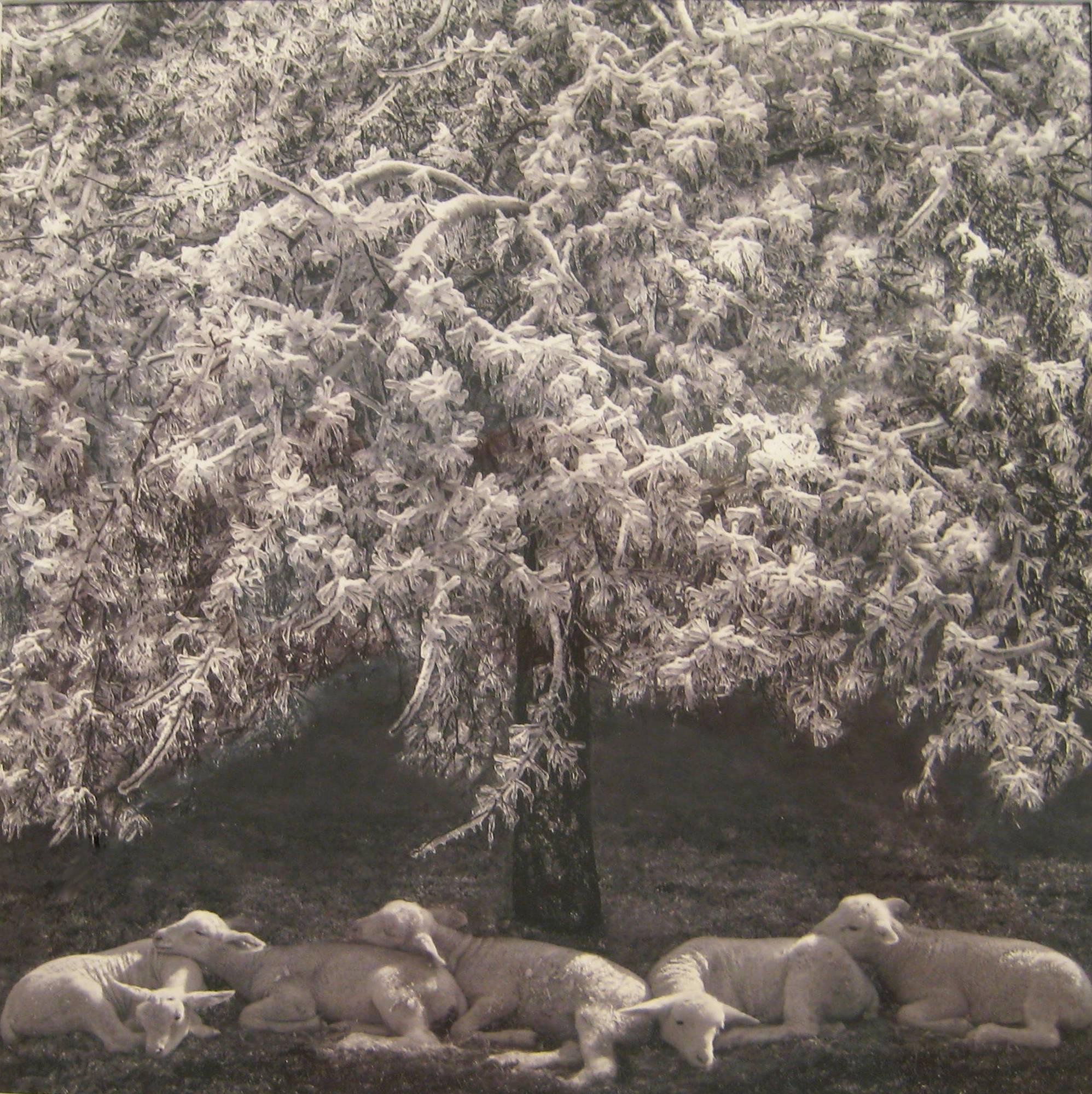 Contemporary black and white landscape photograph of white lambs sleeping under a snow capped tree
8 x 8 inches, unframed
14.5 x 14.5 inches in black frame with 8-ply mat

This modern black and white, still life photograph of white baby lambs