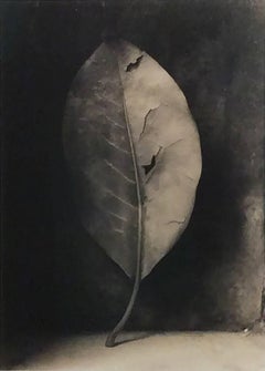 Magnolia Leaf (Framed Sepia Toned Still Life Photograph of Single Leaf)