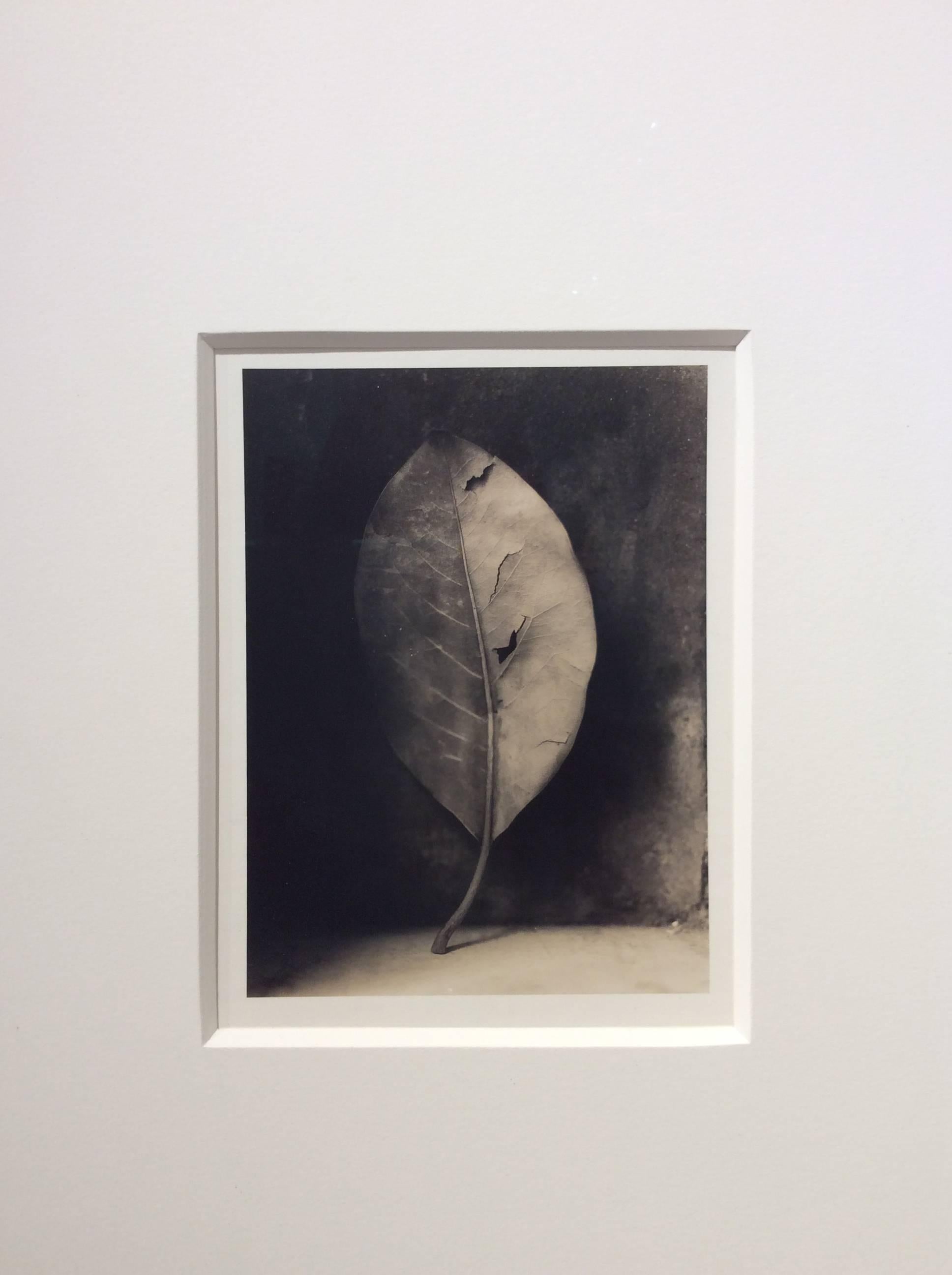 Magnolia Leaf (Framed Sepia Toned Still Life Photograph of Single Leaf) - Black Still-Life Photograph by David Halliday