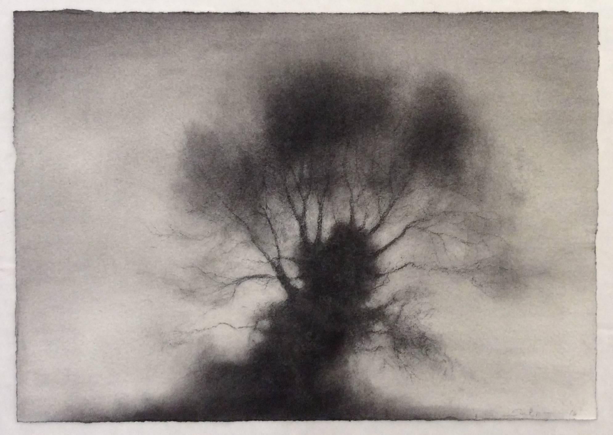 Kernel (Realistische schwarz-weiße Holzkohlezeichnung eines großen, einzelnen stehenden Baumes) – Art von Sue Bryan