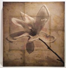 Gray Magnolia (Elegant Sepia Toned Photo Collage on Wood of Magnolia Flower