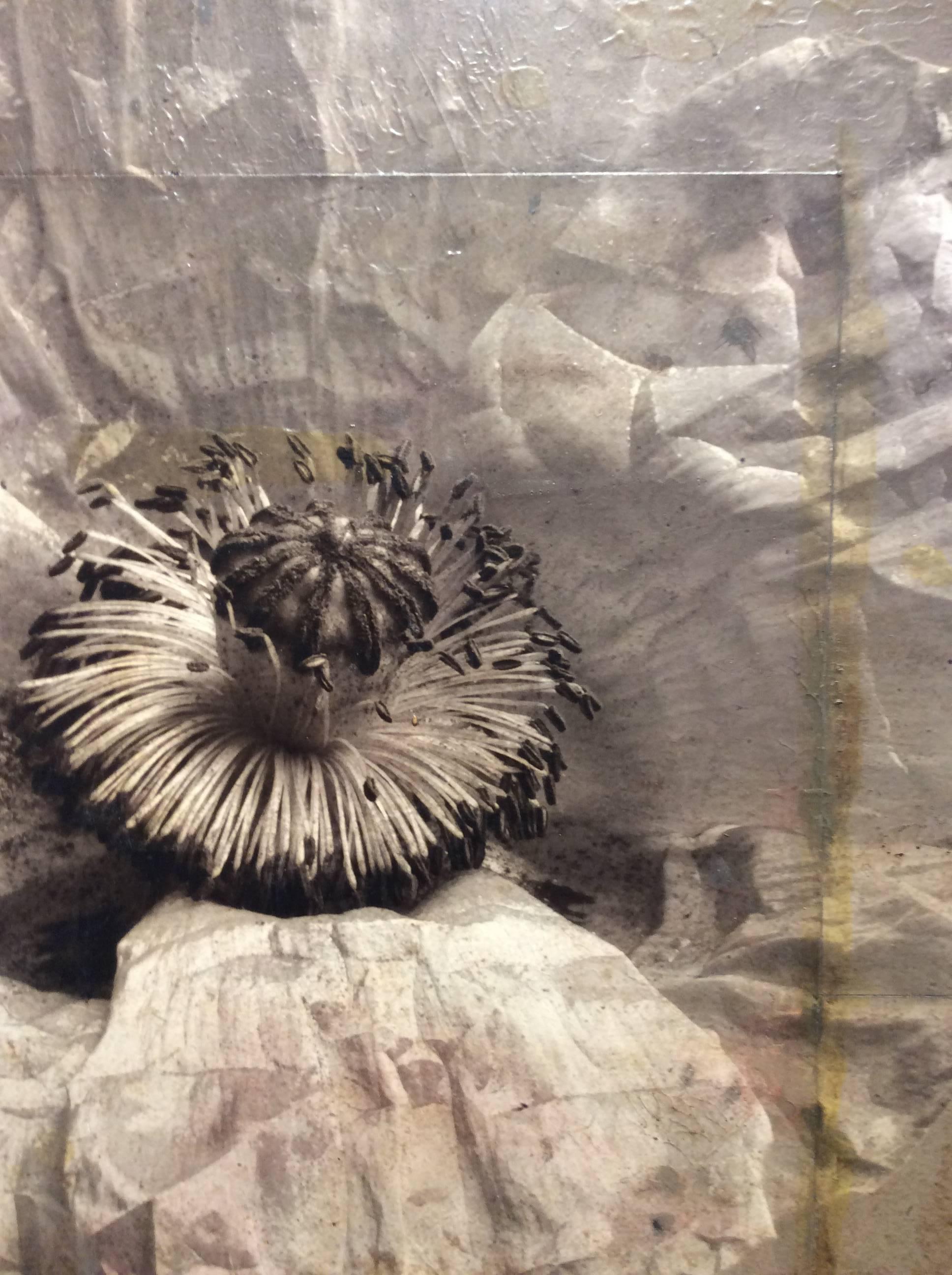 Poppy #4 (Modern, Sepia Toned Photo Collage on Wood of Single Poppy Flower) - Brown Still-Life Photograph by David Seiler