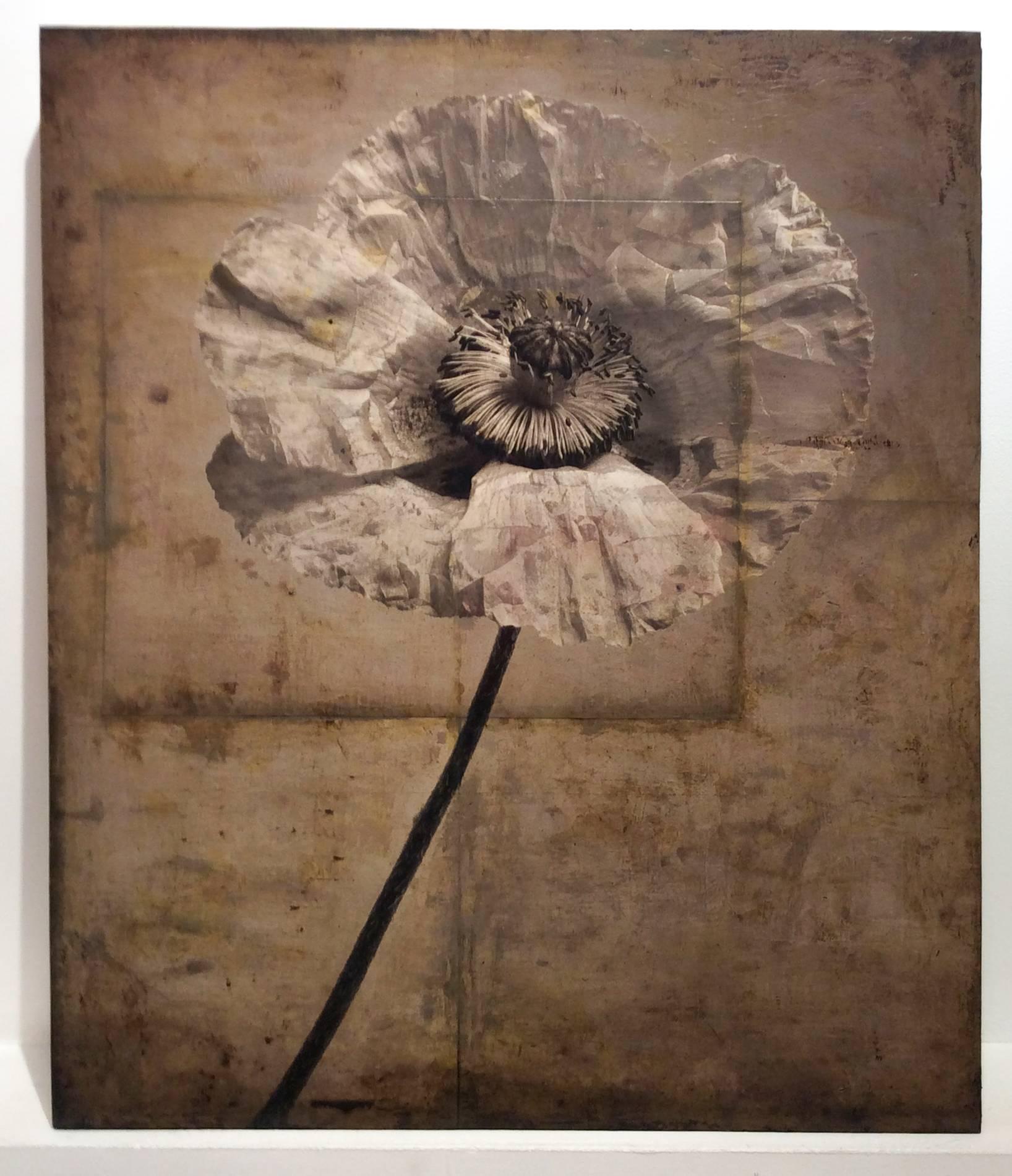 Poppy #4 (Modern, Sepia Toned Photo Collage on Wood of Single Poppy Flower) - Photograph by David Seiler