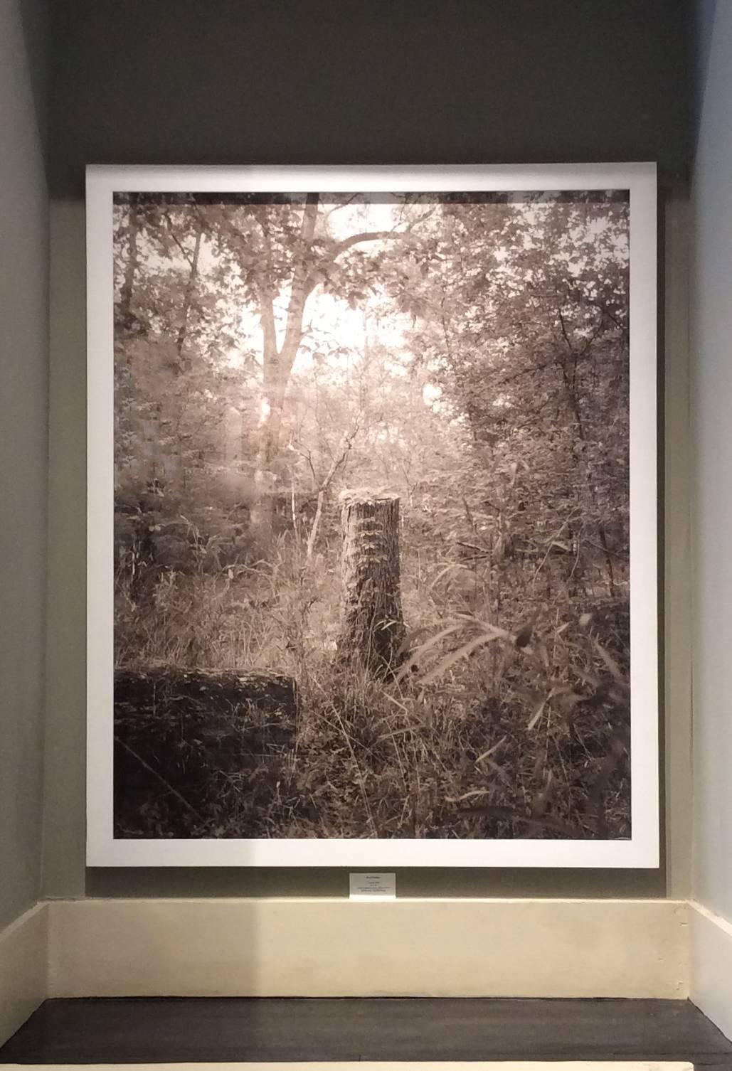 Stump (Contemporary Archival Pigment Print, Sepia Tone Landscape of Forest) - Photograph by David Halliday