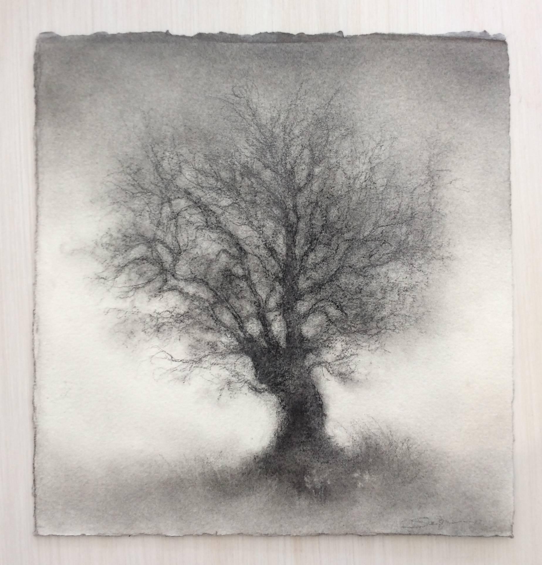 Sapling (Contemporary Realistic Landscape Charcoal Drawing of Single Tree) - Art by Sue Bryan