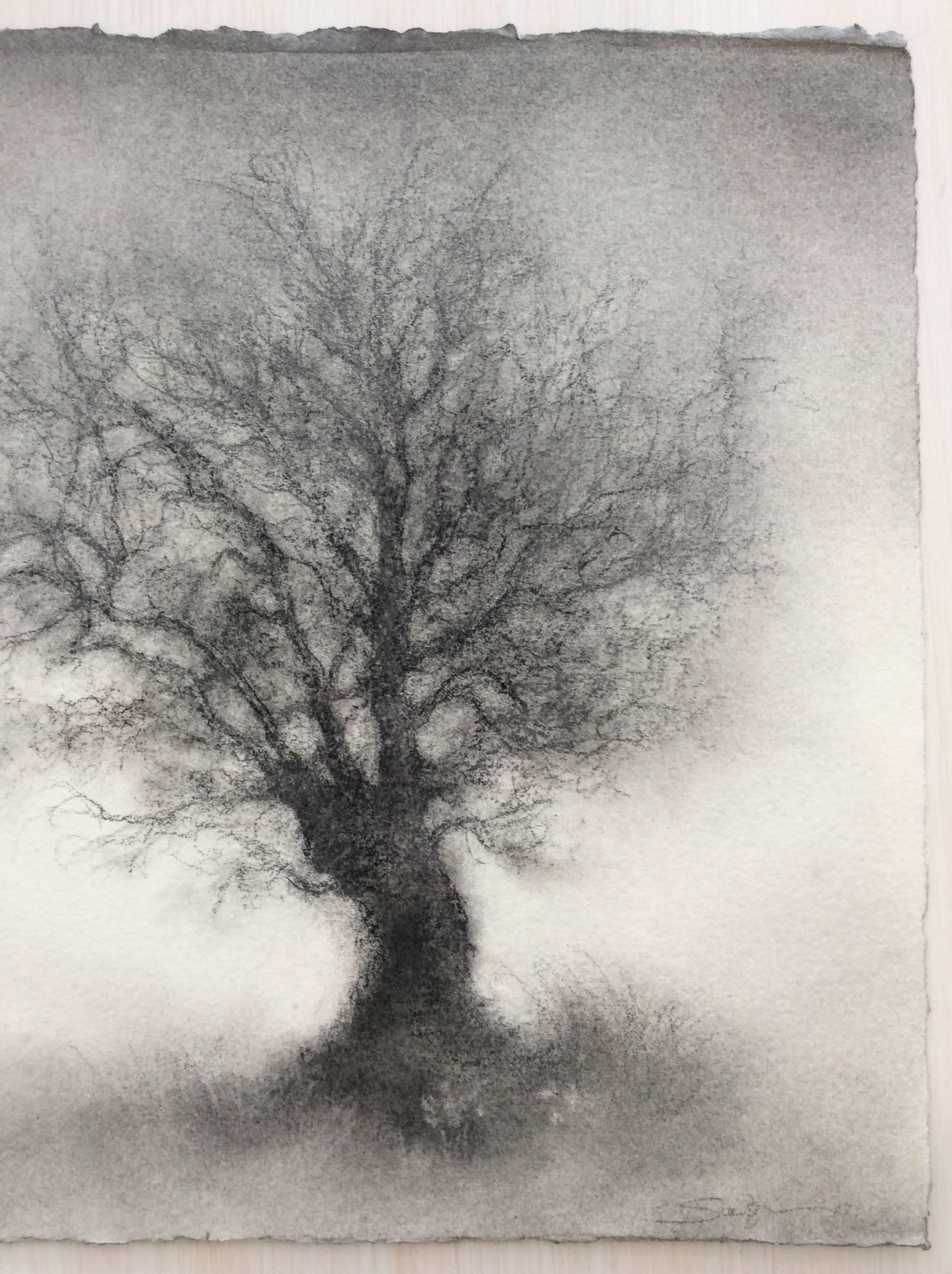 charcoal tree drawing