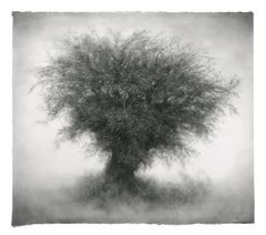 Urchin (Contemporary Greyscale Charcoal Drawing of Single Tree on Cotton Paper)